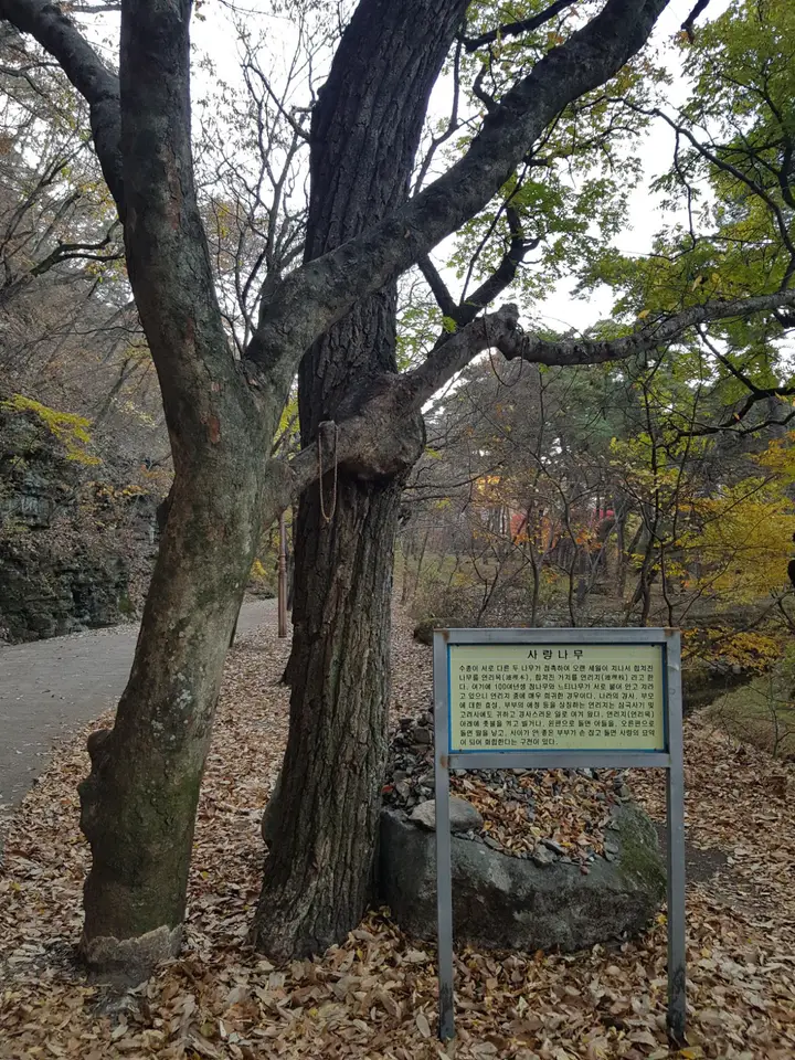 (4점) 영천시 청통면 팔공산 자락 천년고찰. '은해사' 걷기 좋은 곳. 작업 사진 5