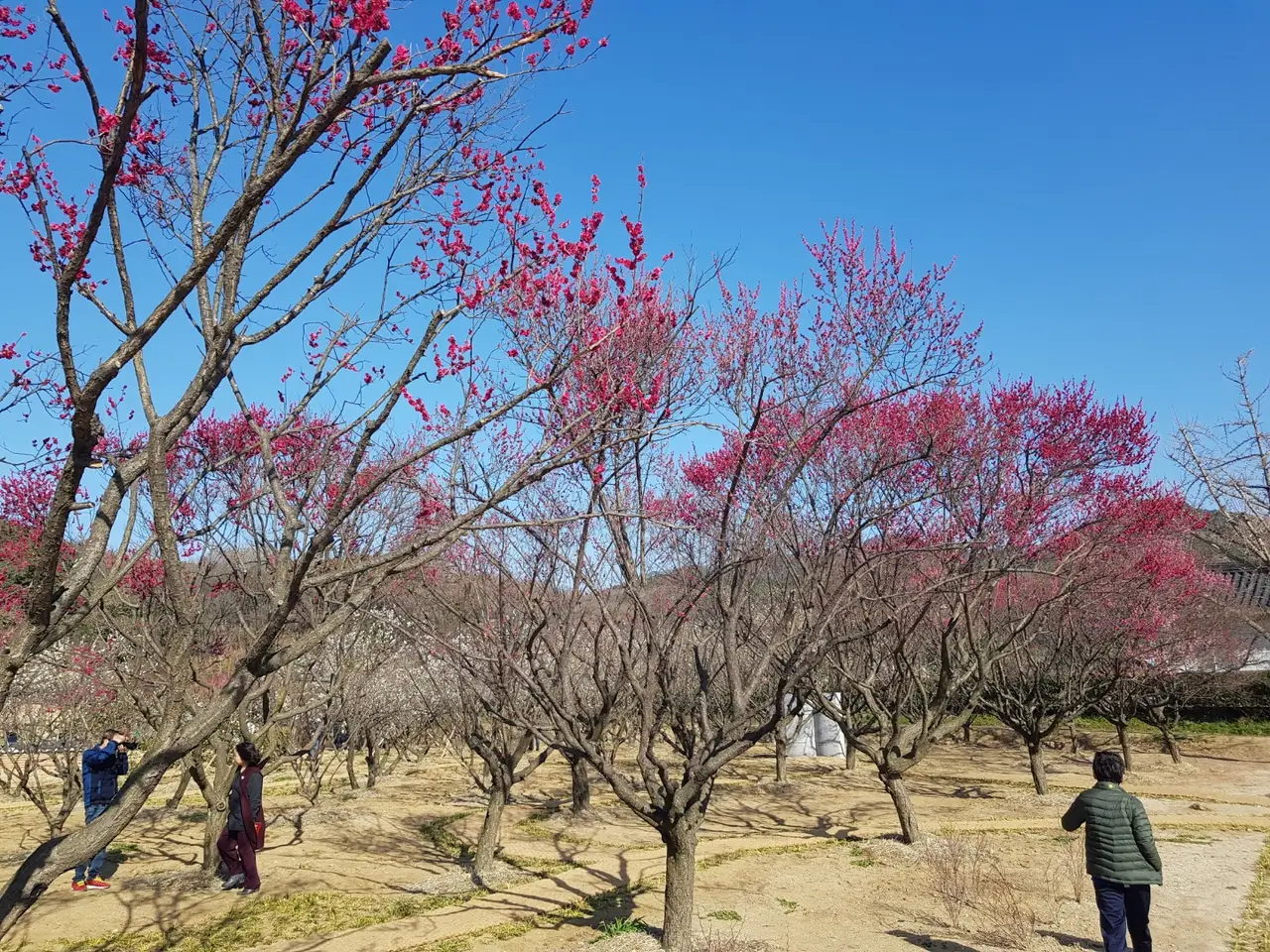 <3월 대구여행> 달성군 화원읍  홍매화가 이쁜 '남평 문씨 본리 세거지' 작업 사진 11