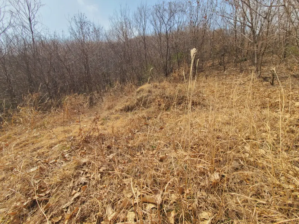 (영천 벌초대행) 영천시 대창면 오길리 산소 벌초대행. 잔디제초제 처리. 작업 사진 2