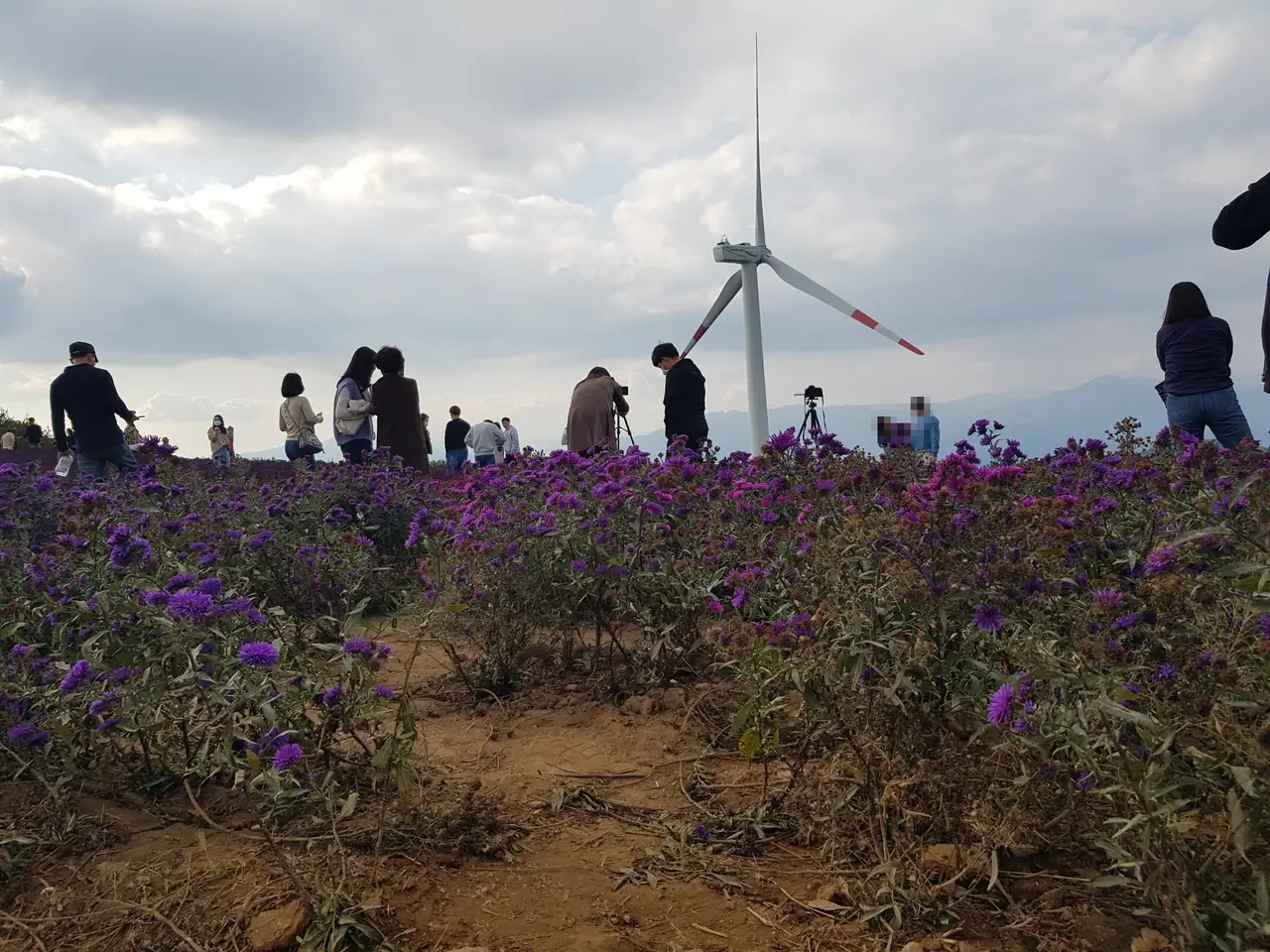 (1점) 경남 거창 감악산 국화. 분통 터지고 시간만 날리고 옴. 작업 사진 3