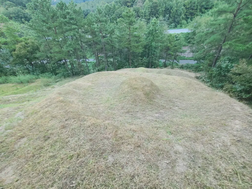 (벌초 대행) 영천시 고경면, 대창면, 북안면, 신녕면, 임고면, 청통면, 화남면, 화북면, 화산면 벌초 후기. 가격. 작업 사진 52