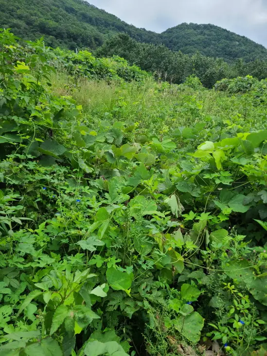 영천시 자양면 보현리 벌초 다녀왔습니다. 대구, 경산, 영천 벌초. 작업 사진 7