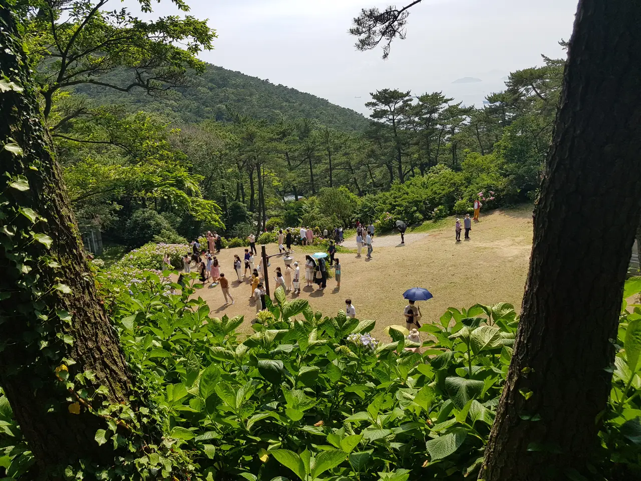 부산 영도구 태종대 태종사 수국여행. 국내 최대 수국 군락지(?). 태종대 수국 포토존. 태종대 분홍집. 작업 사진 4