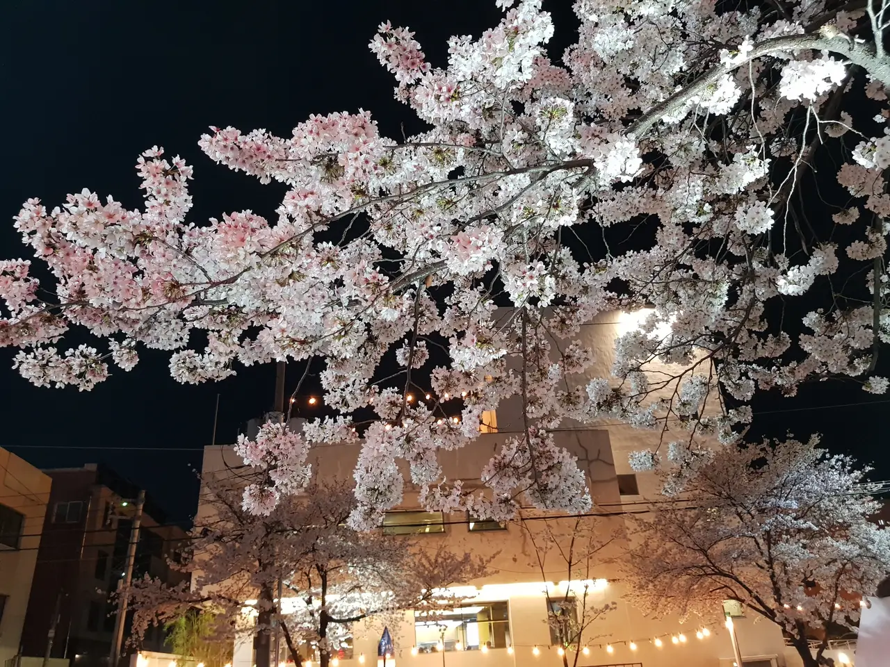 (4점) 이월드 벚꽃 대신하여 다녀온 앞산 벚꽃 로드 (만족!) 작업 사진 7