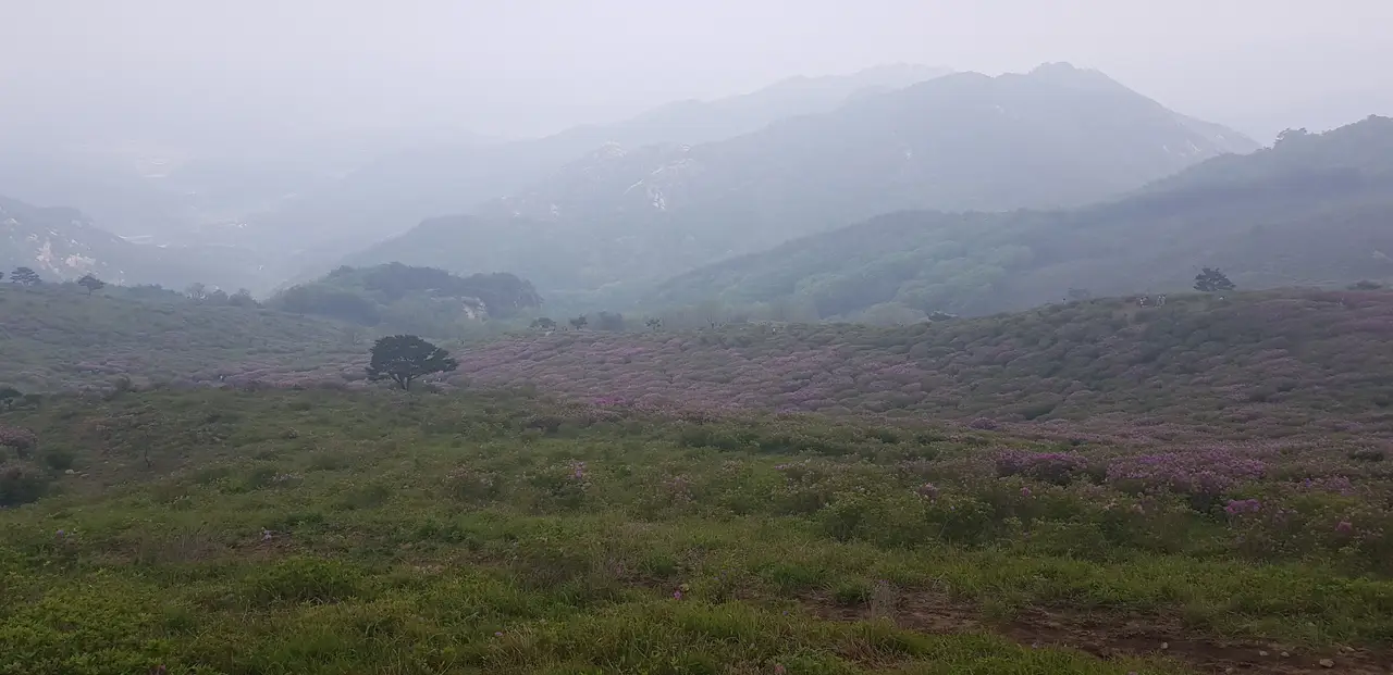 (5점) 5월 놓치면 안 되는 봄꽃 여행지 경남 합천 '황매산 철쭉' 작업 사진 34