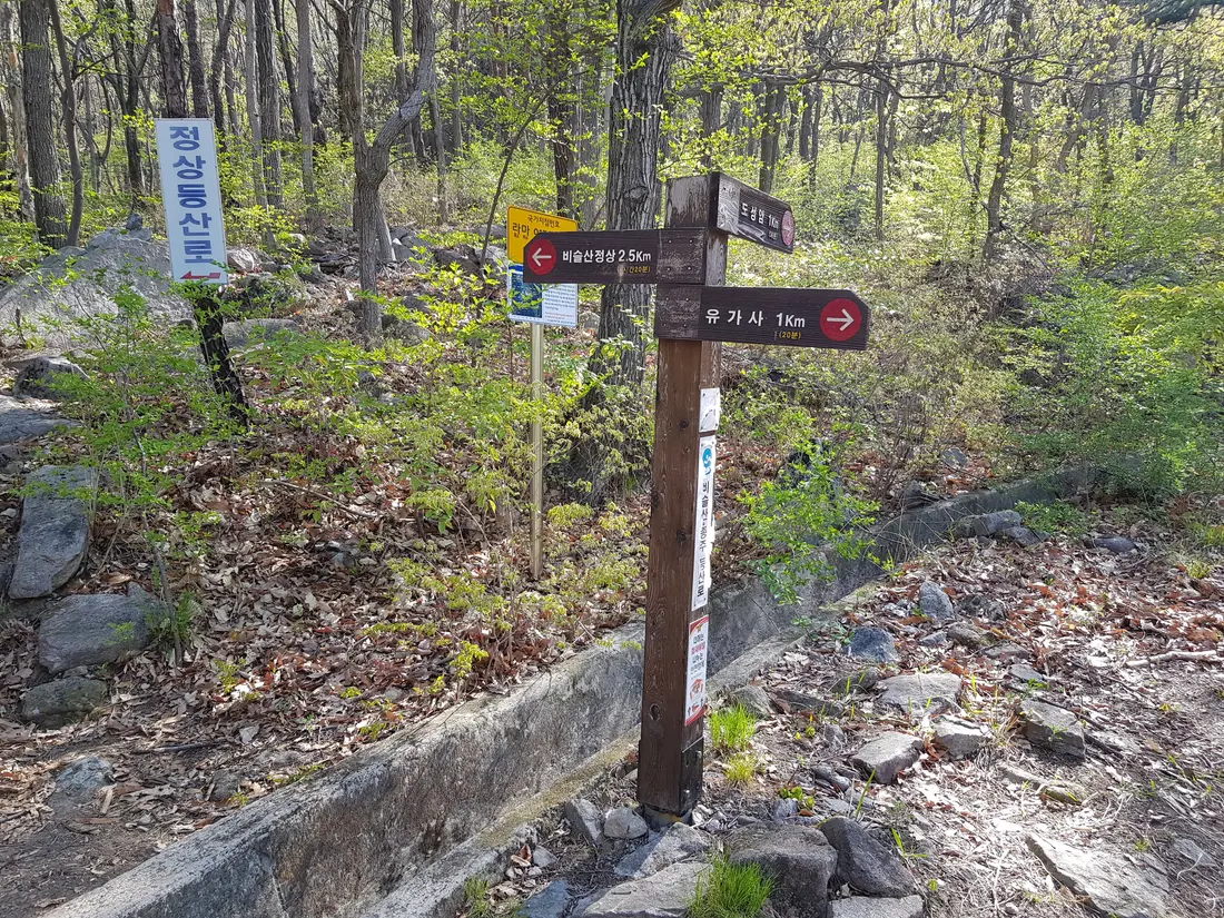 2020년 아쉬운 비슬산 참꽃. 유가사=>천왕봉=>참꽃군락지=>유가사 코스 작업 사진 13