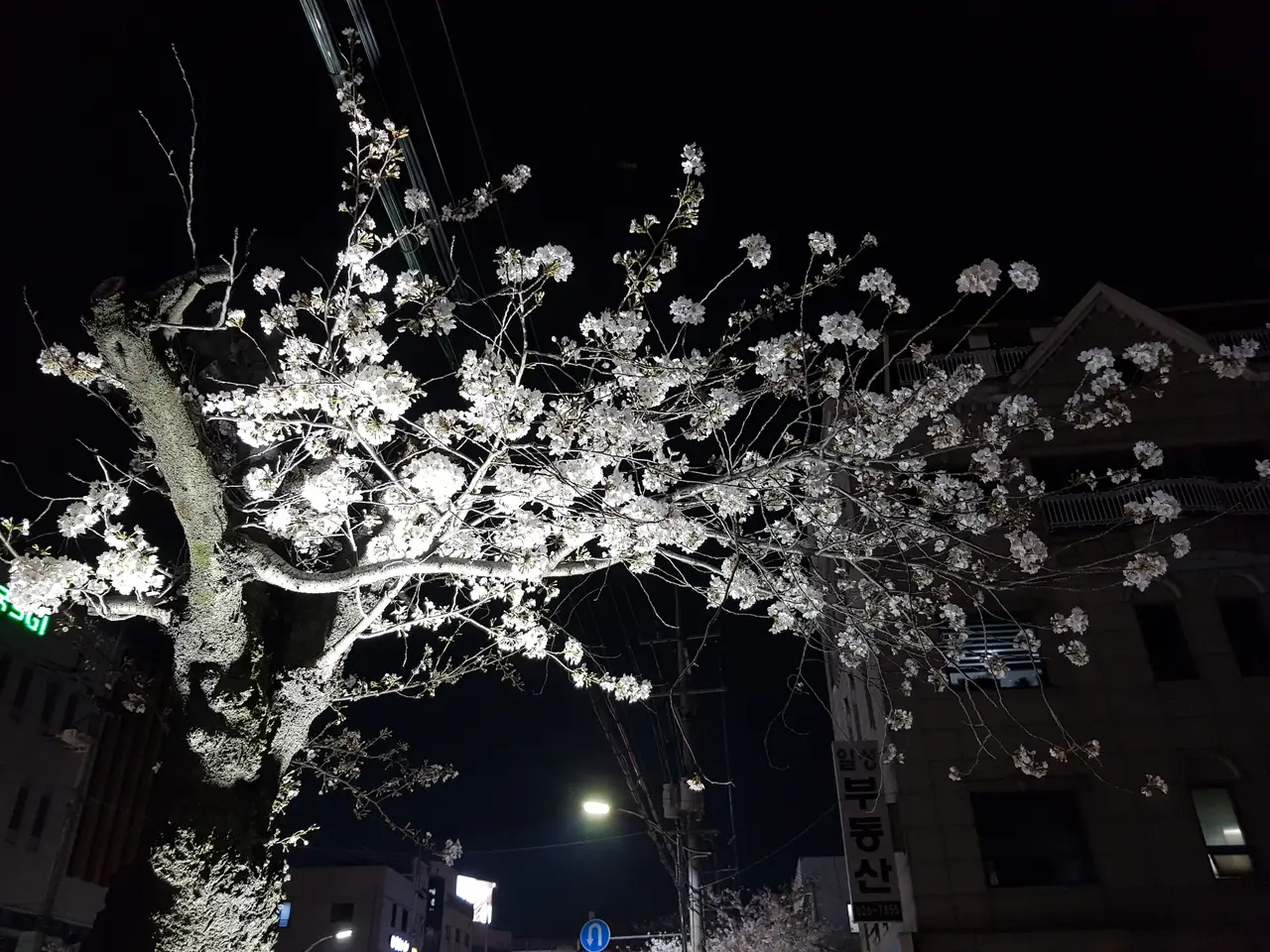 (4점) 이월드 벚꽃 대신하여 다녀온 앞산 벚꽃 로드 (만족!) 작업 사진 19