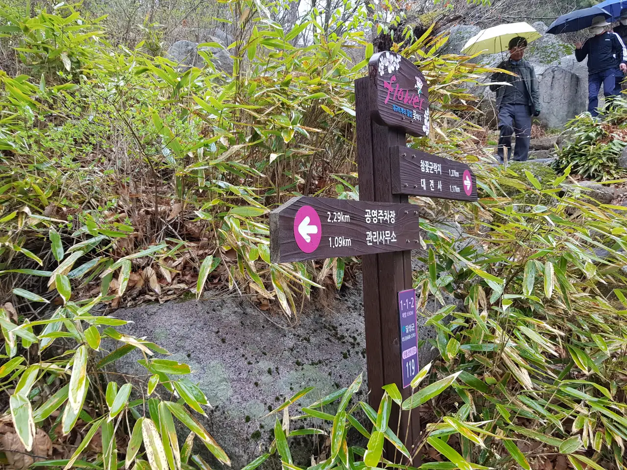 (5점) 대구 비슬산 참꽃. 비슬산자연휴양림 공영주차장->대견사 코스. 작업 사진 19