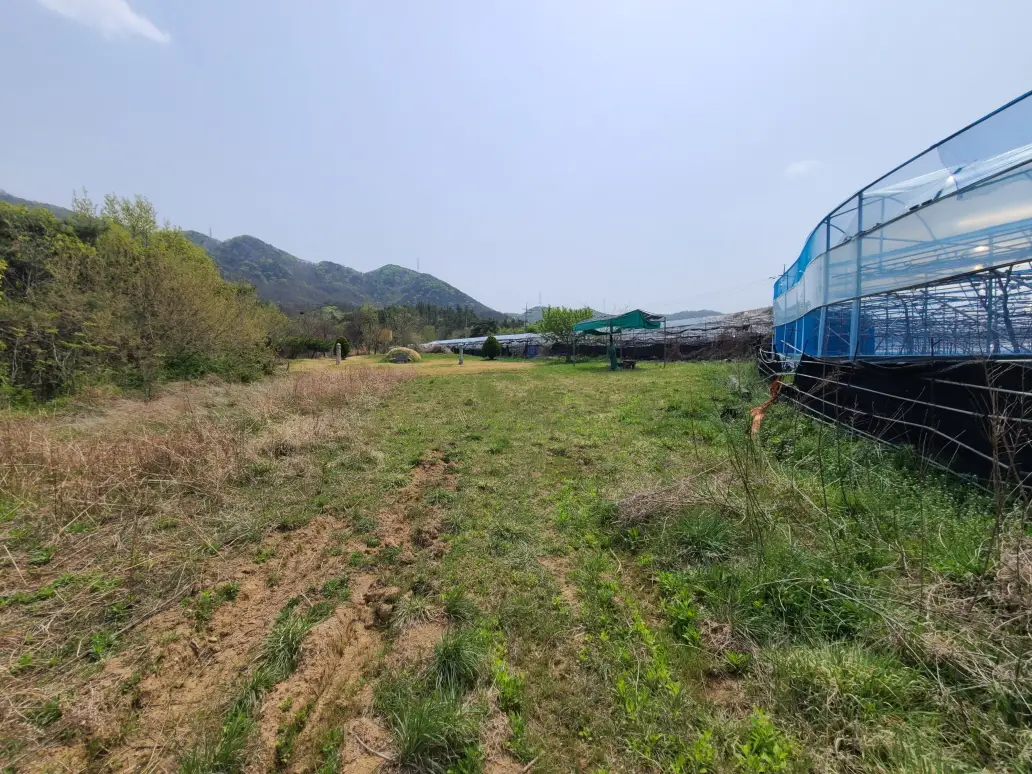 (영천벌초+잔디제초제) 영천시 금호읍 산소 벌초 대행. 벌초 가격. 작업 사진 3