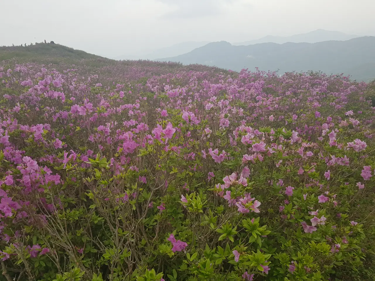 (5점) 5월 놓치면 안 되는 봄꽃 여행지 경남 합천 '황매산 철쭉' 작업 사진 23