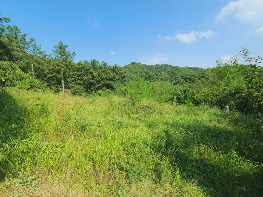 (벌초 대행) 영천시 고경면, 대창면, 북안면, 신녕면, 임고면, 청통면, 화남면, 화북면, 화산면 벌초 후기. 가격. 작업 사진 13