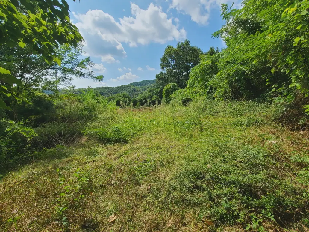 (벌초 대행) 대구 달성군 구지면, 다사읍 / 동구 내곡동, 신무동 / 수성구 만촌동 벌초 짧은 후기. 벌초 가격. 작업 사진 13