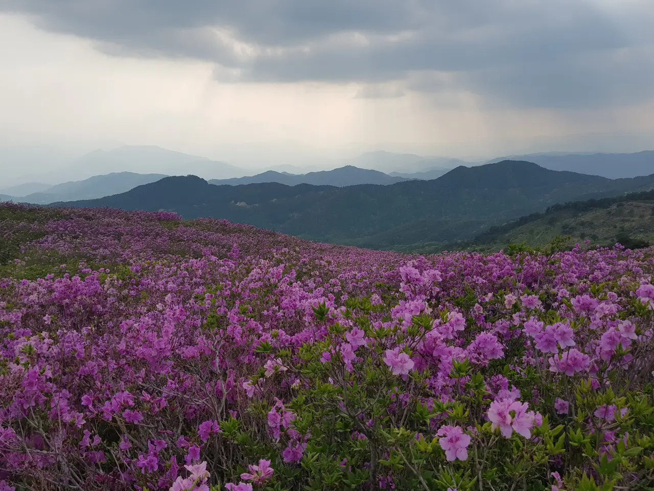 (5점) 2022년 5월 7일 기준 황매산 철쭉. 산청으로 올라감. 작업 사진 10
