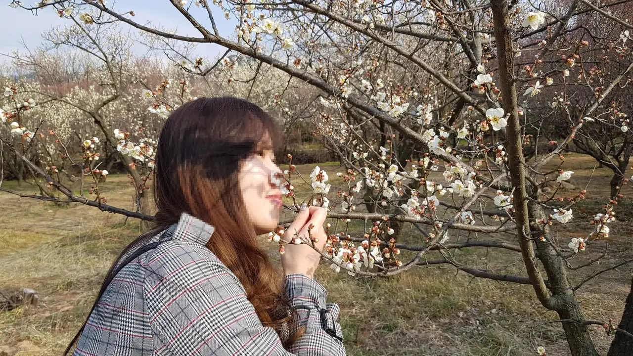 대구 3월달 매화꽃 사진 찍기 좋은 곳. 남평문씨본리세거지. 작업 사진 12