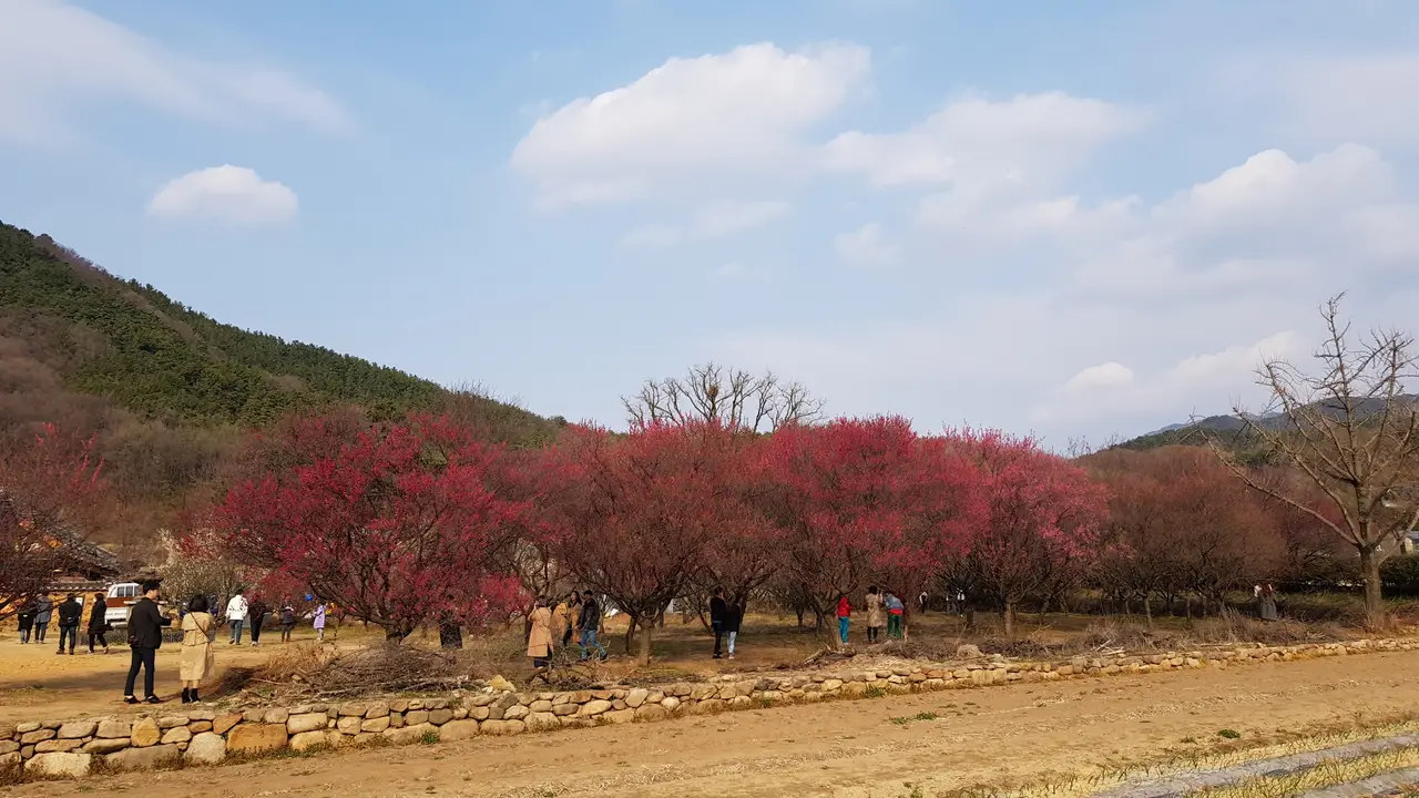 대구 3월달 매화꽃 사진 찍기 좋은 곳. 남평문씨본리세거지. 작업 사진 3