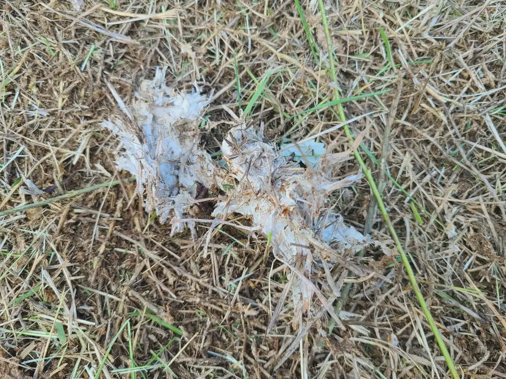 청도군 금천면 벌초 대행 후기. 벌초가격. 작업 사진 4