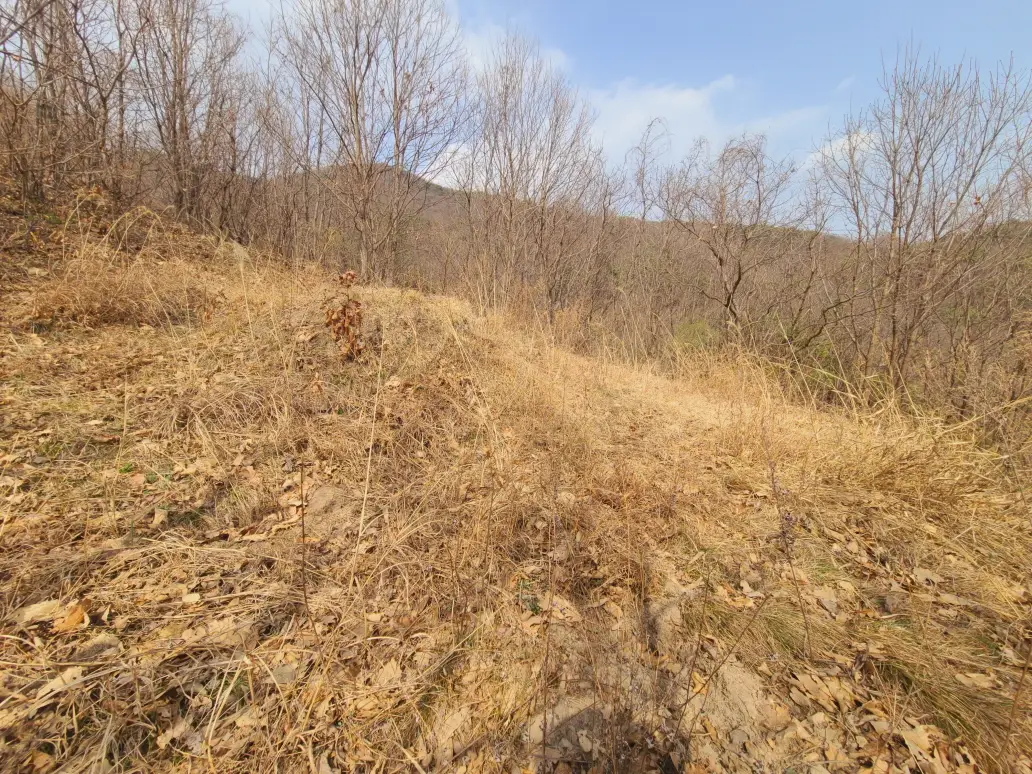 (영천 벌초대행) 영천시 대창면 오길리 산소 벌초대행. 잔디제초제 처리. 작업 사진 4