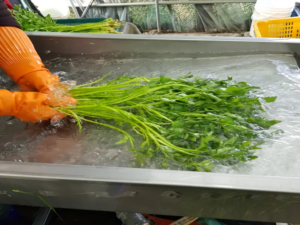 대구 팔공산 미나리 청유농원 미나리 판매 작업 사진 5