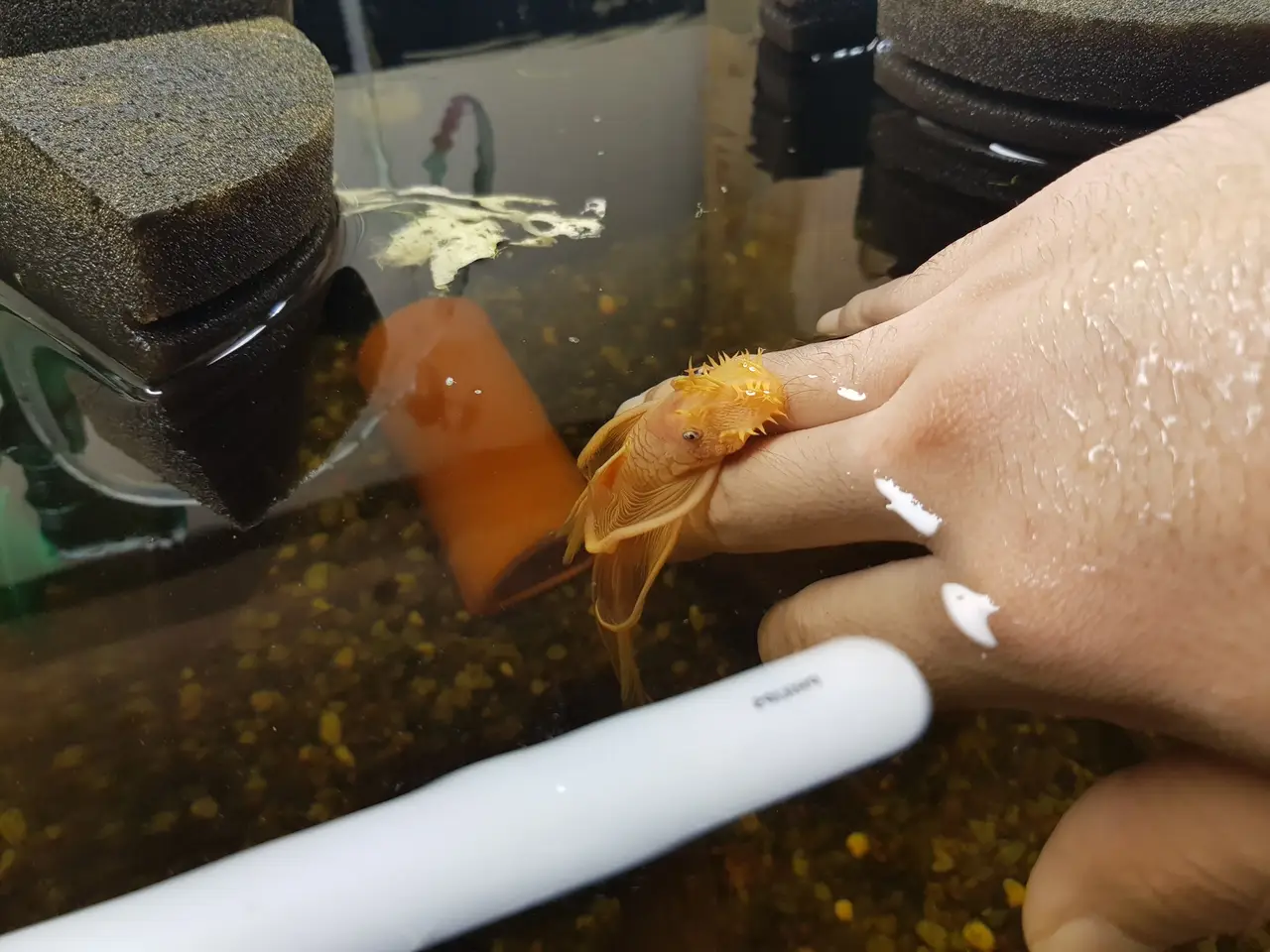 L144 안시롱핀과 놀기. 안시롱핀 핸들링 혹은 내가 핸들링 당하는 중. 작업 사진 2