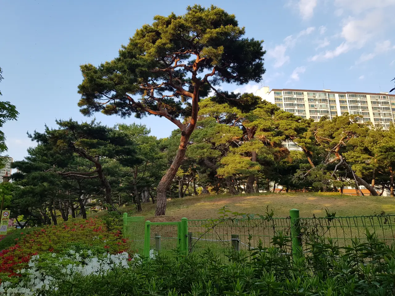 (4점) 대구 달서구 상인동 4월 겹벚꽃 보기 좋은 곳 '월곡역사공원' 작업 사진 13