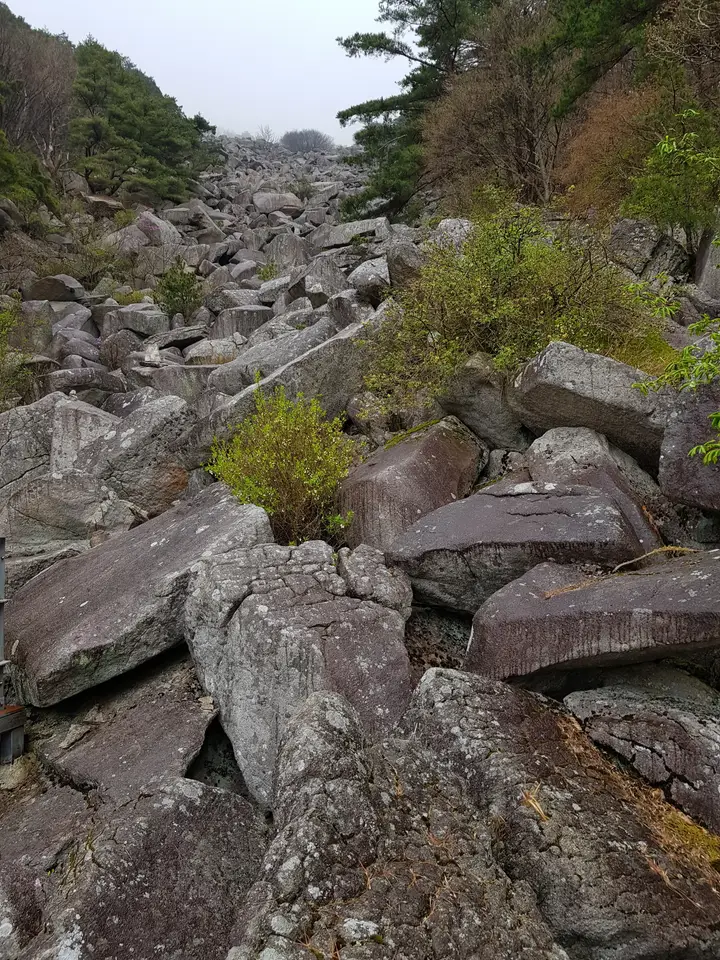 (5점) 대구 비슬산 참꽃. 비슬산자연휴양림 공영주차장->대견사 코스. 작업 사진 23