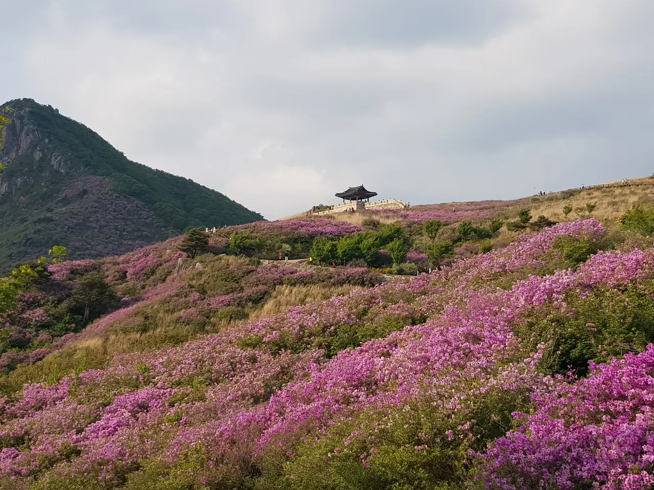 (5점) 2022년 5월 7일 기준 황매산 철쭉. 산청으로 올라감. 작업 사진 14