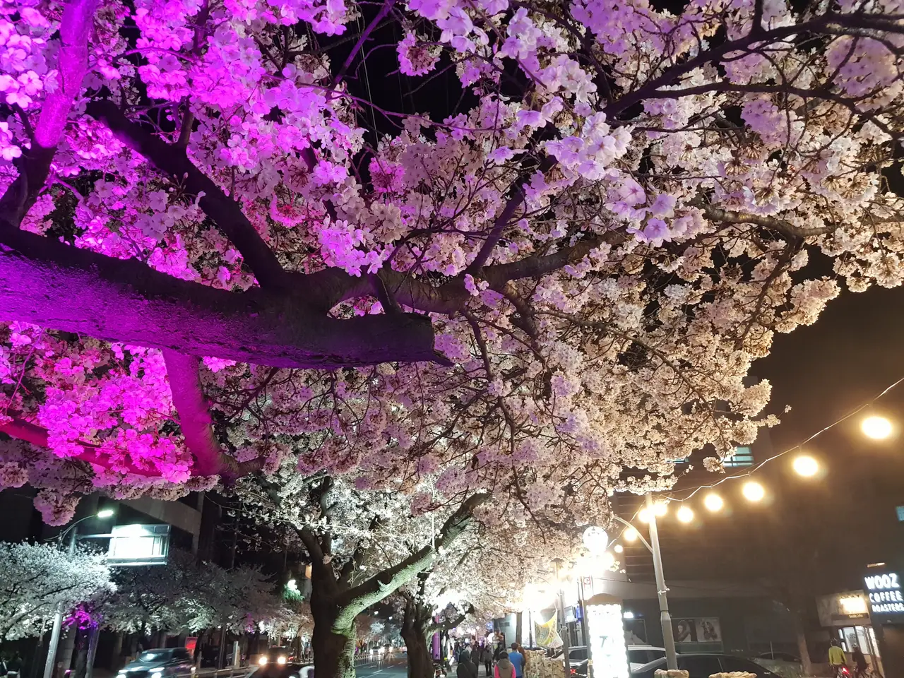 (4점) 이월드 벚꽃 대신하여 다녀온 앞산 벚꽃 로드 (만족!) 작업 사진 20