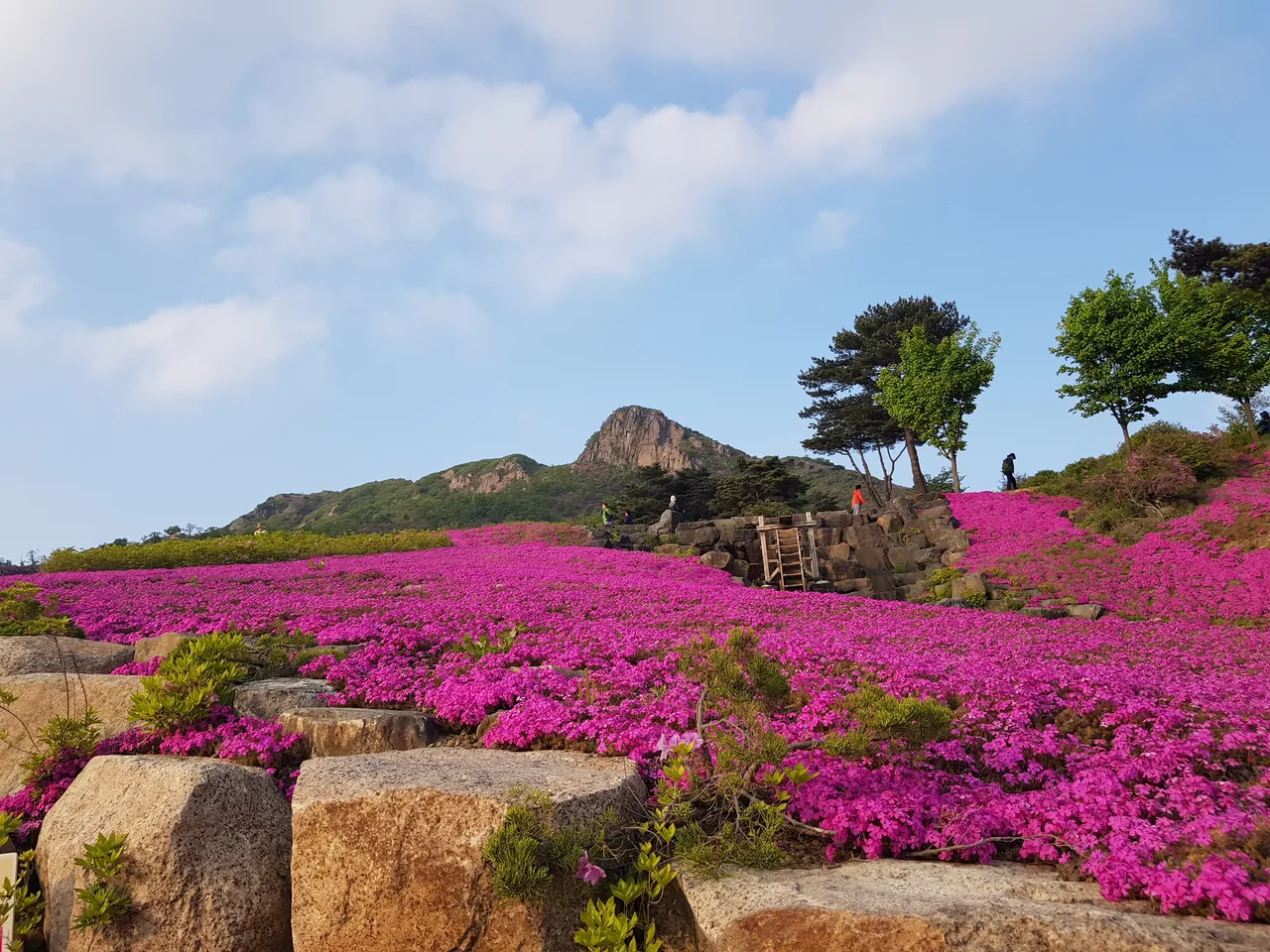 (5점) 2022년 5월 7일 기준 황매산 철쭉. 산청으로 올라감. 작업 사진 2