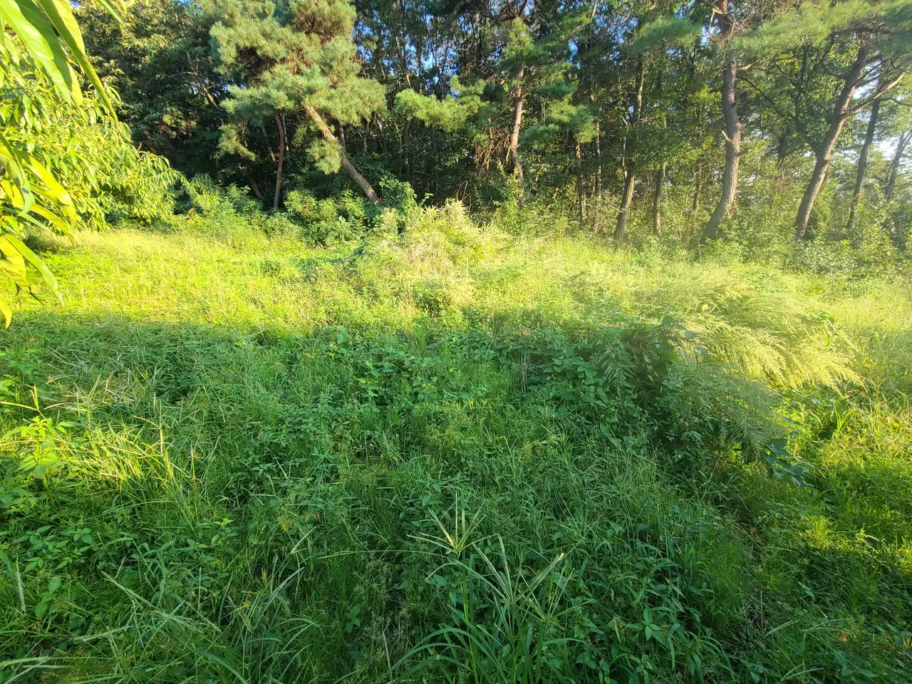 (벌초 대행) 영천시 화산면, 경산시 자인면, 남천면 산소 벌초 다녀왔습니다. 작업 사진 5