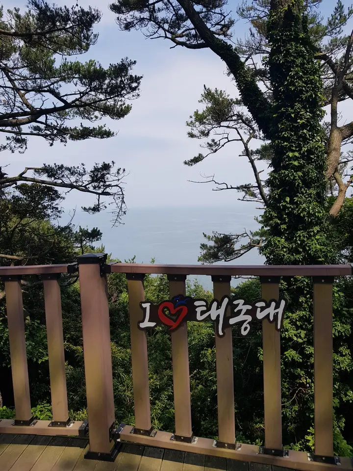 부산 영도구 태종대 태종사 수국여행. 국내 최대 수국 군락지(?). 태종대 수국 포토존. 태종대 분홍집. 작업 사진 11