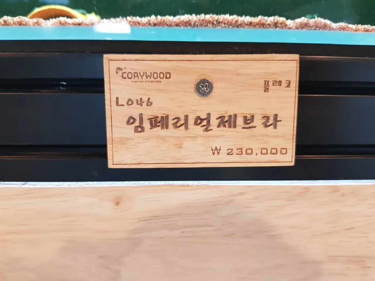 (4점) 경산시 진량읍 보인리. 코리도라스/플레코 물고기 매장 '코리우드' 작업 사진 7