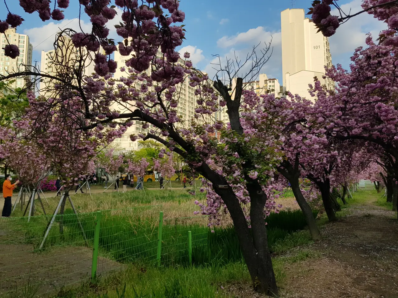 (4점) 대구 달서구 상인동 4월 겹벚꽃 보기 좋은 곳 '월곡역사공원' 작업 사진 4