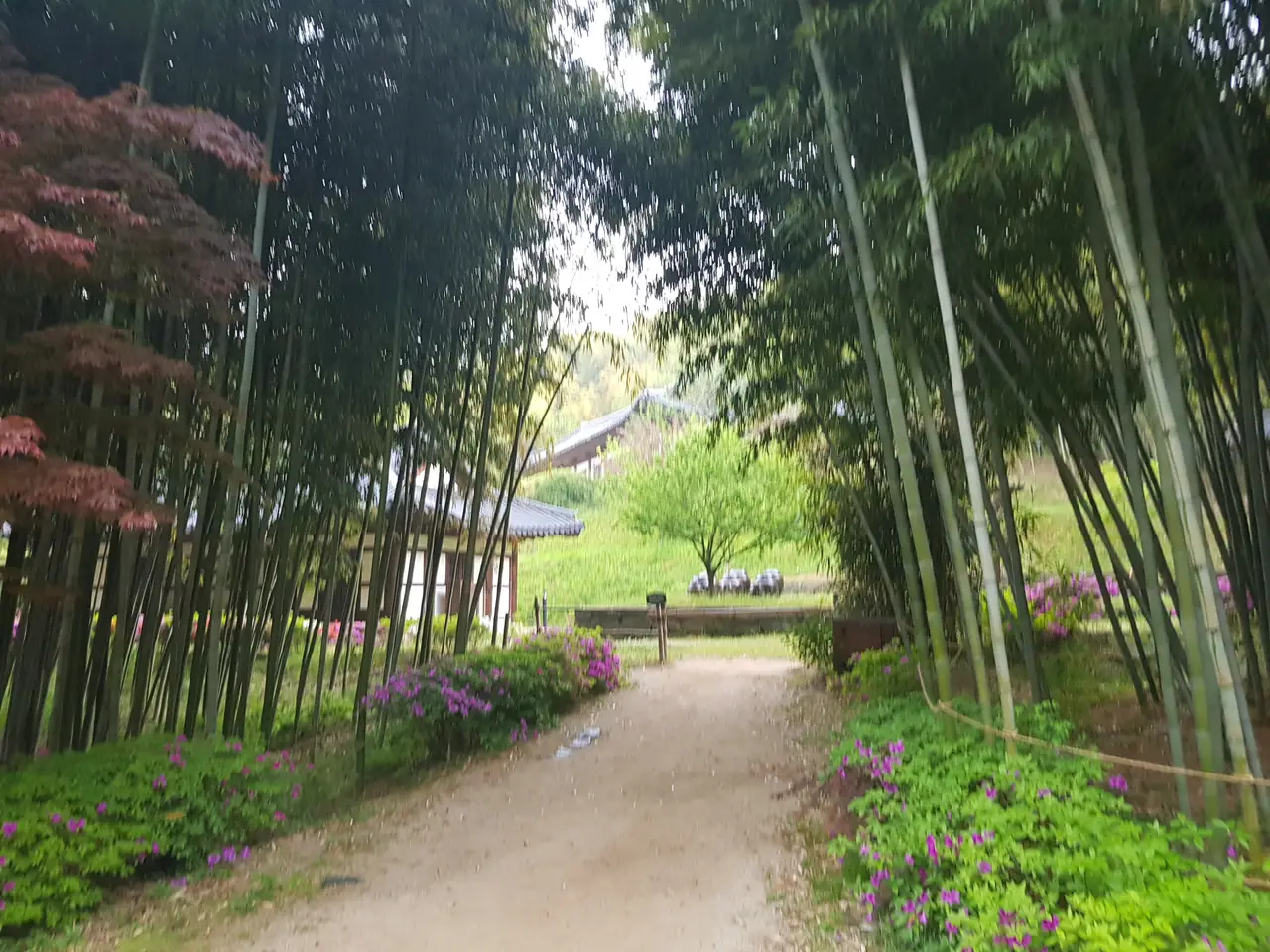 (5점) 전남 담양 '죽녹원' 이 정도는 되어야 대나무 숲이지~ 작업 사진 20