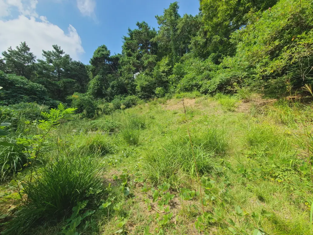 경산시 용성면, 자인면, 진량읍, 하양읍 벌초대행 짧은 후기. 작업 사진 19