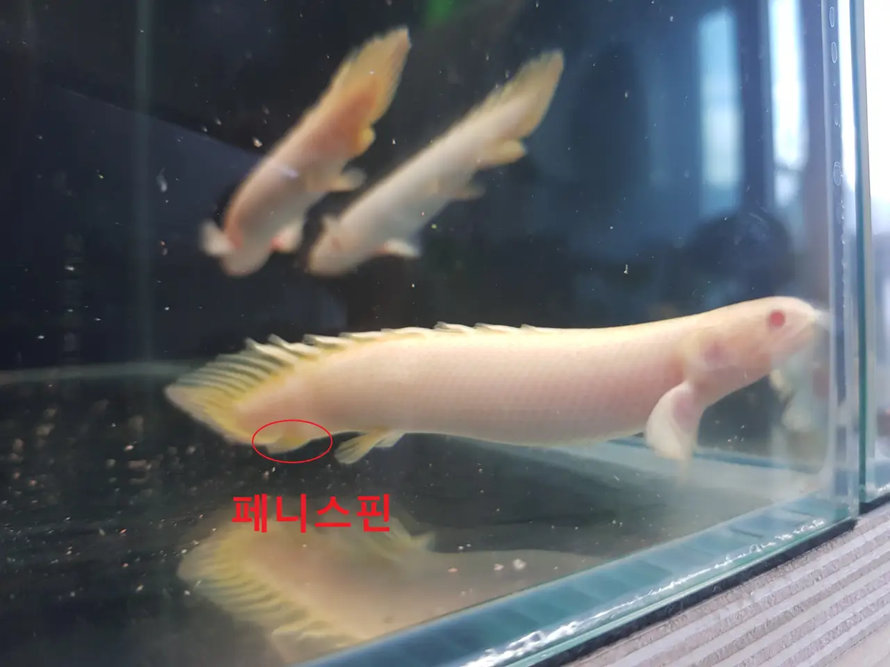 잠시 머물다 떠나간 물고기들. 알비노 폴립테루스 세네갈, 크라운 로치, 다람쥐 시클리드. 작업 사진 3