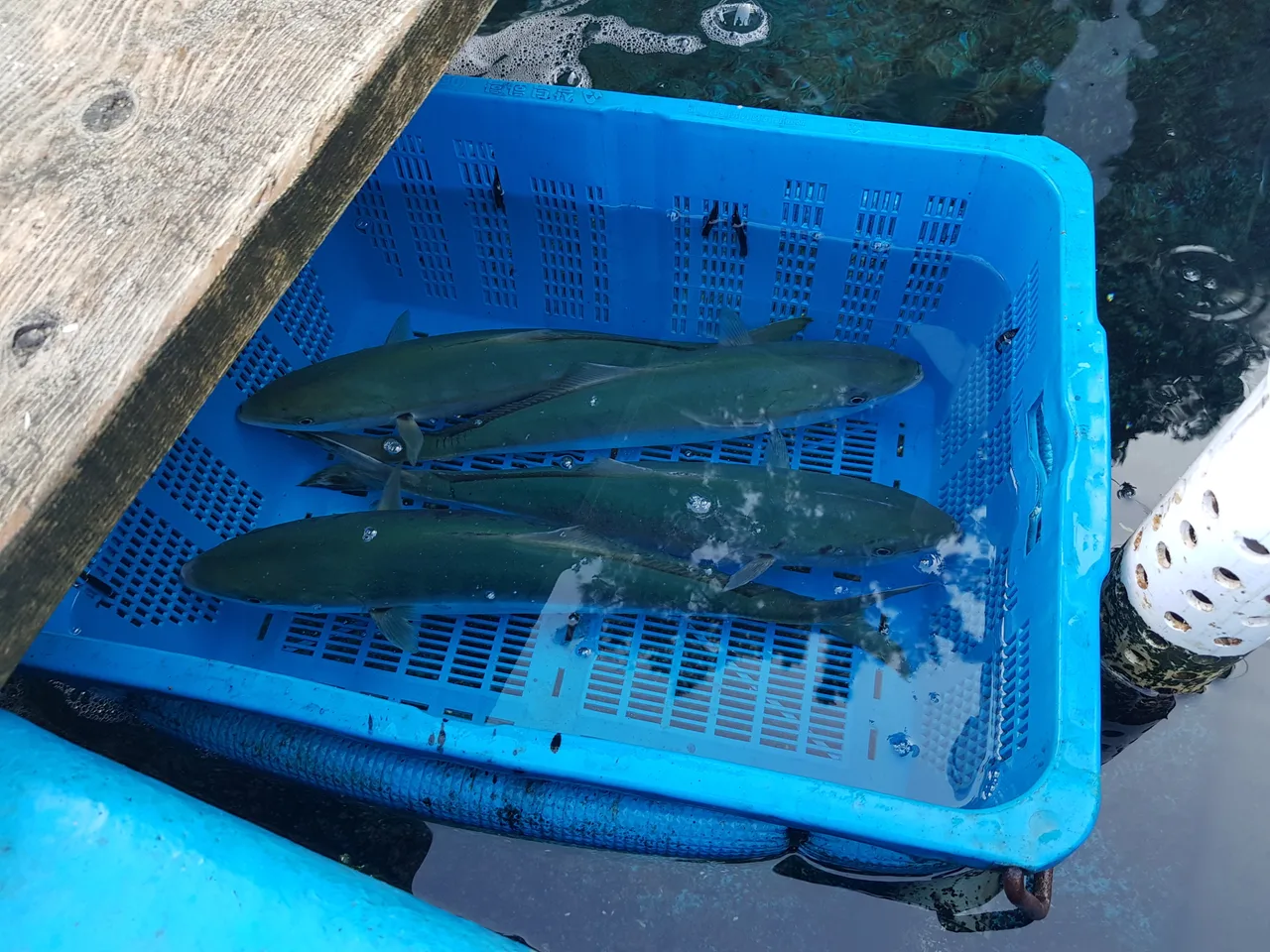 (5점) 울진군 기성면 망양리. 울진에 있는 회덮밥 맛집 '울산회식당' 작업 사진 5