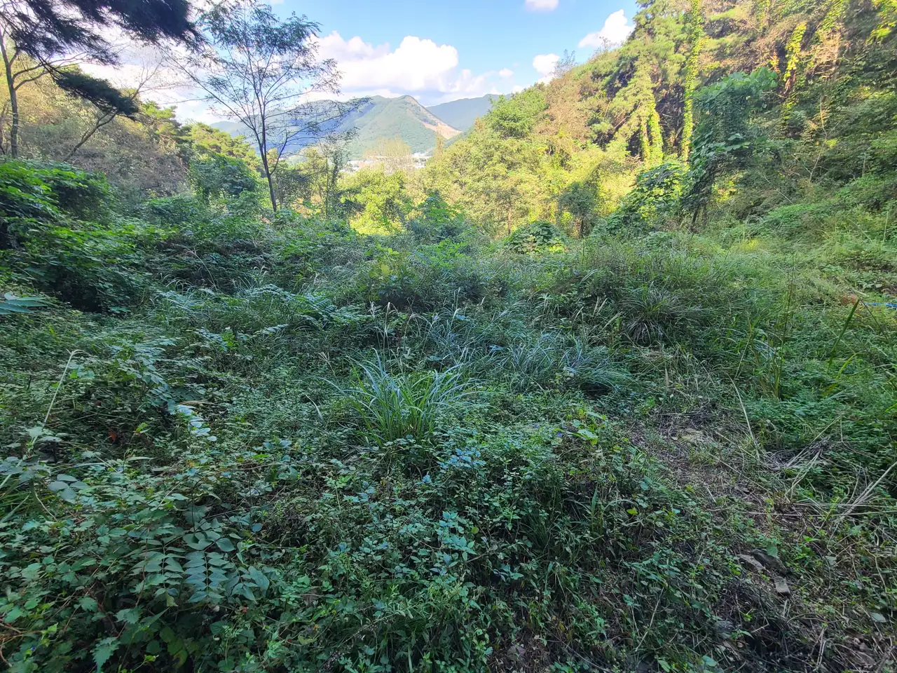 (벌초 대행) 영천시 화산면, 경산시 자인면, 남천면 산소 벌초 다녀왔습니다. 작업 사진 3