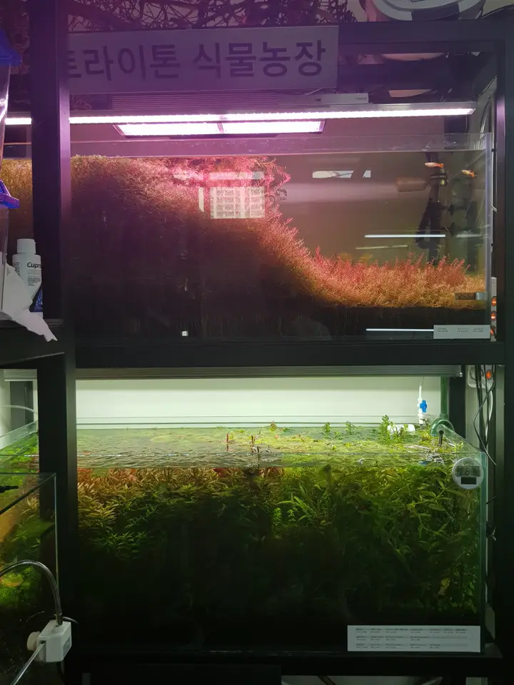 (5점) 대구 다사읍 서재리 수초 어항이 매력적인 수족관 카페 '트라이톤 플랜트갤러리' 작업 사진 20