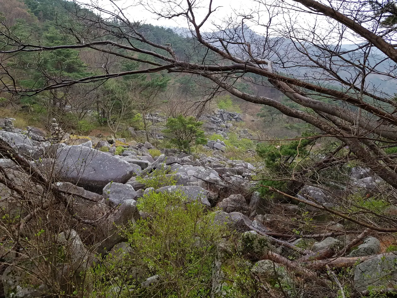 (5점) 대구 비슬산 참꽃. 비슬산자연휴양림 공영주차장->대견사 코스. 작업 사진 21