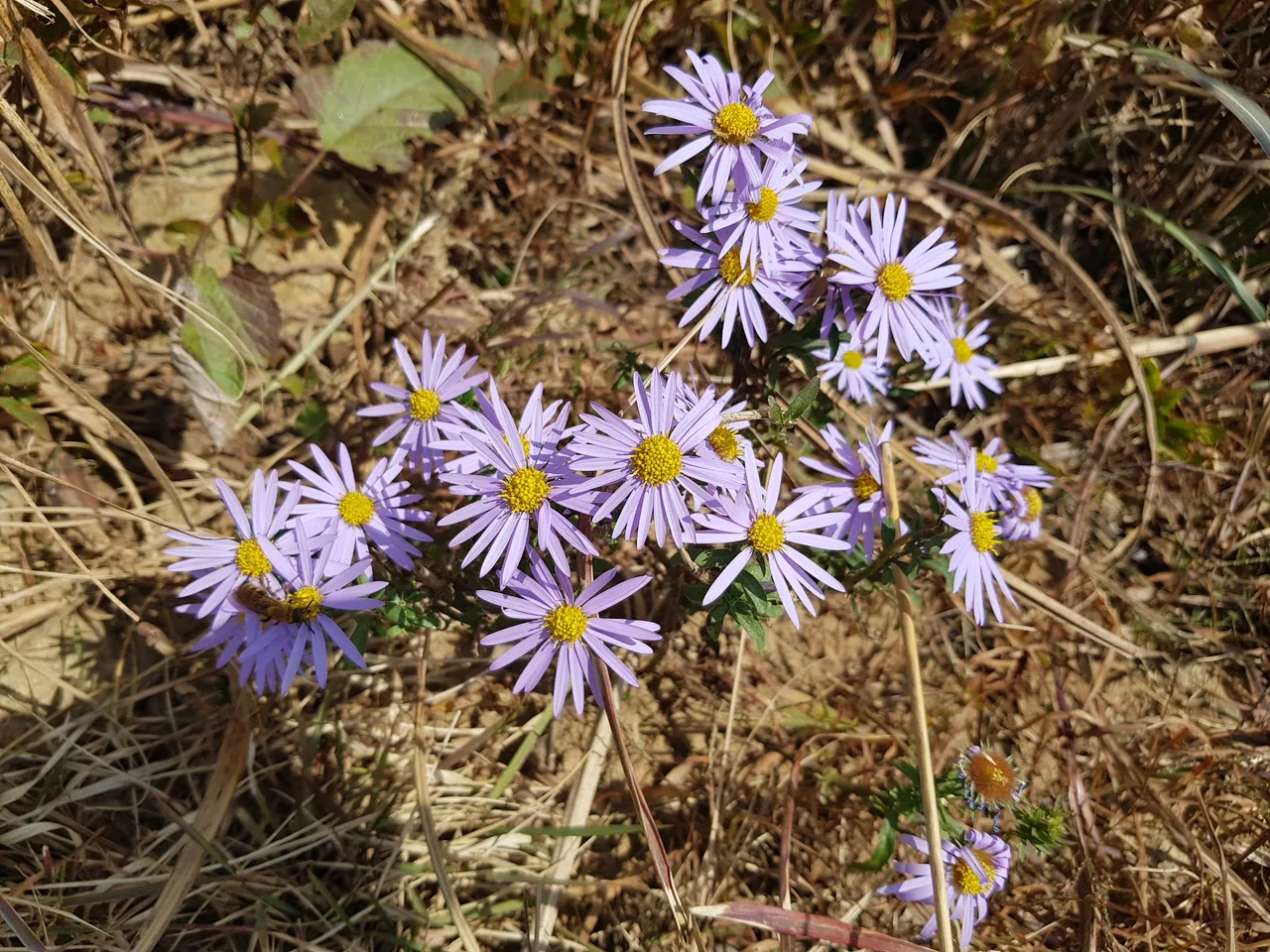 (5점) 경남 합천 황매산 억새 군락지. 가을철 여행가기 좋은 곳. 작업 사진 18
