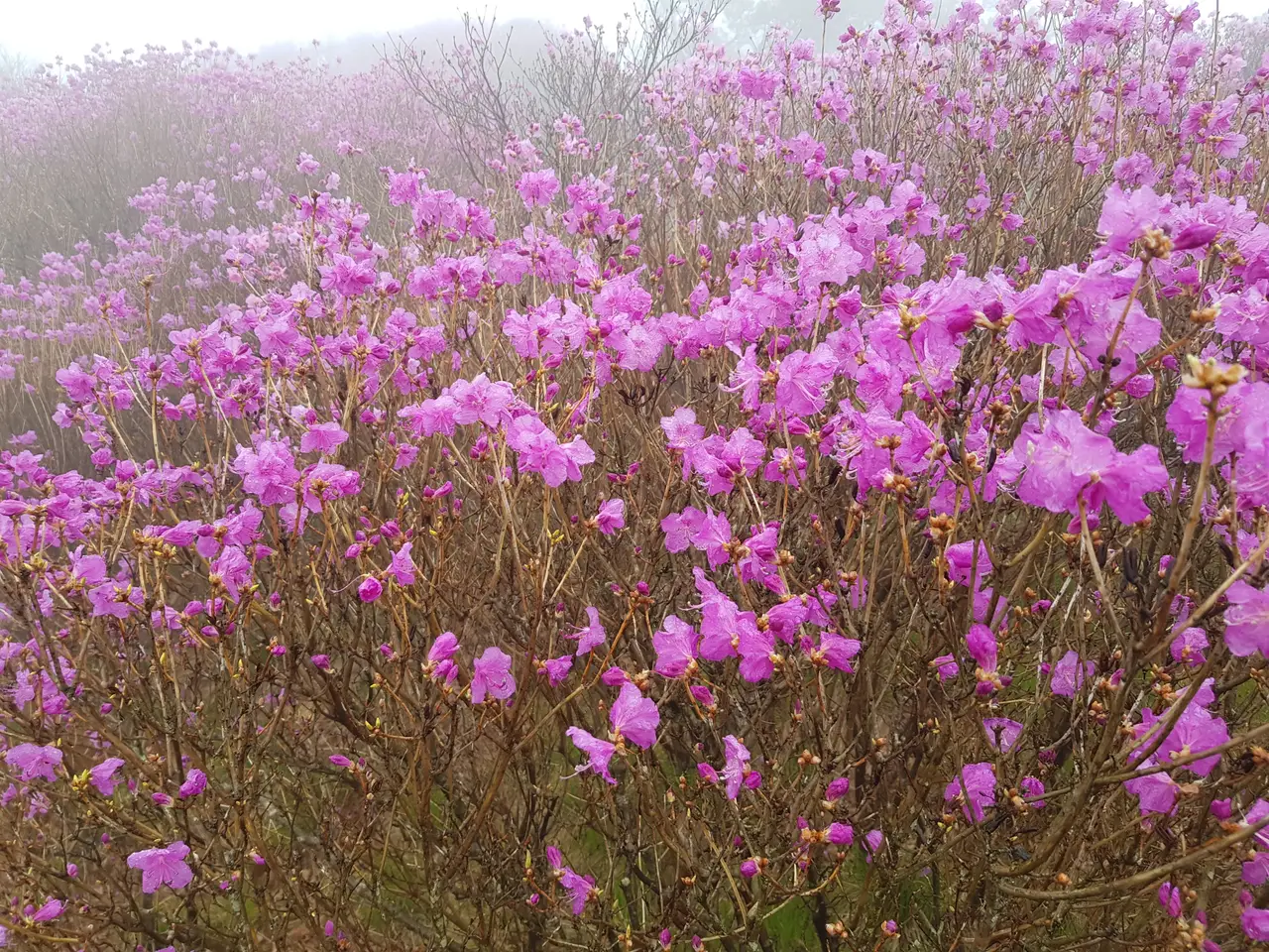 (5점) 대구 비슬산 참꽃. 비슬산자연휴양림 공영주차장->대견사 코스. 작업 사진 39