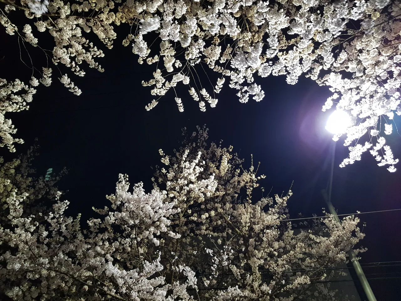 (3점) 대구 야간 벚꽃길 아양교역 근처 작업 사진 6