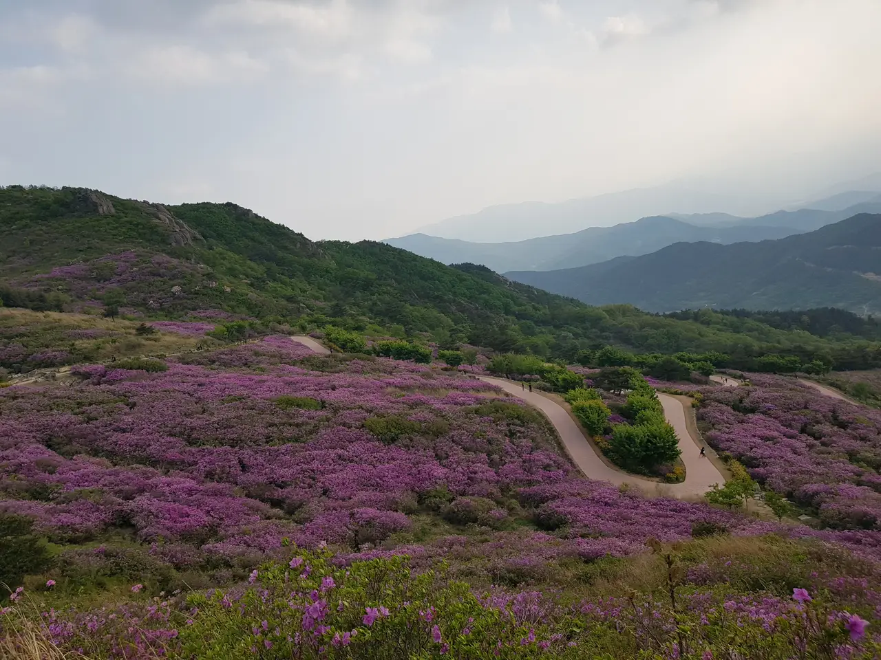 (5점) 2022년 5월 7일 기준 황매산 철쭉. 산청으로 올라감. 작업 사진 13