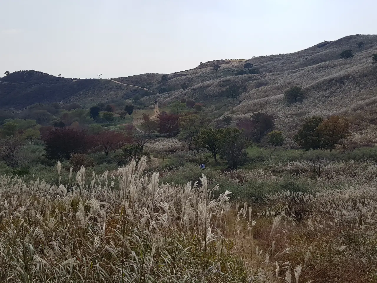 (5점) 경남 합천 황매산 억새 군락지. 가을철 여행가기 좋은 곳. 작업 사진 7