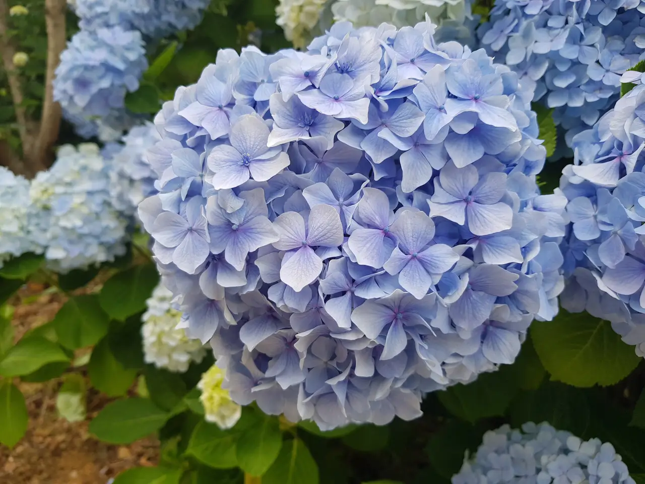(5점) 6월 말~7월 초 경남 통영 추천 여행지. '연화도 수국 꽃 여행' 작업 사진 3