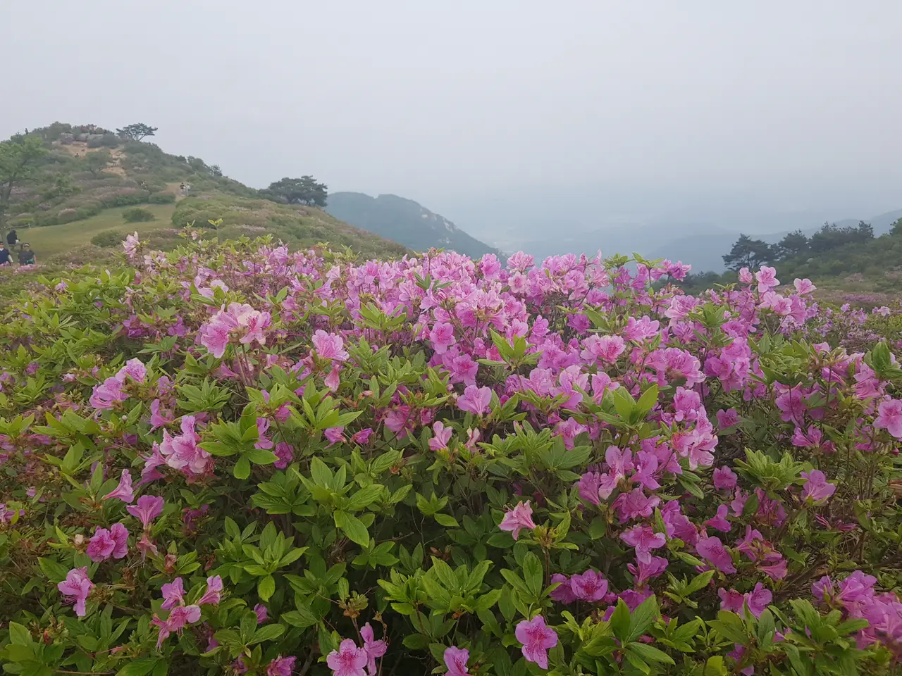(5점) 5월 놓치면 안 되는 봄꽃 여행지 경남 합천 '황매산 철쭉' 작업 사진 36