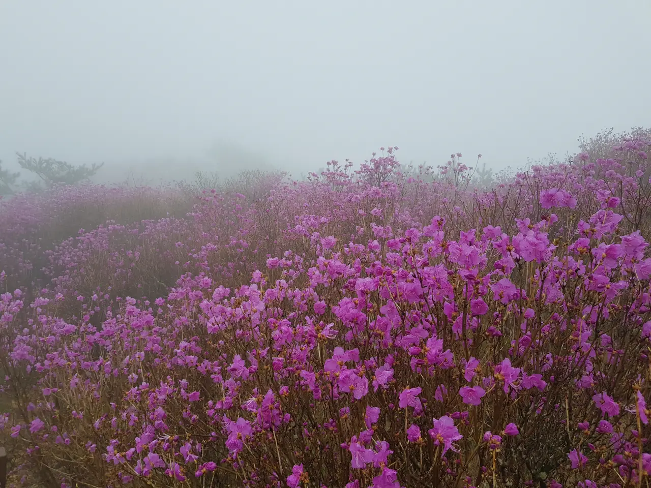(5점) 대구 비슬산 참꽃. 비슬산자연휴양림 공영주차장->대견사 코스. 작업 사진 37