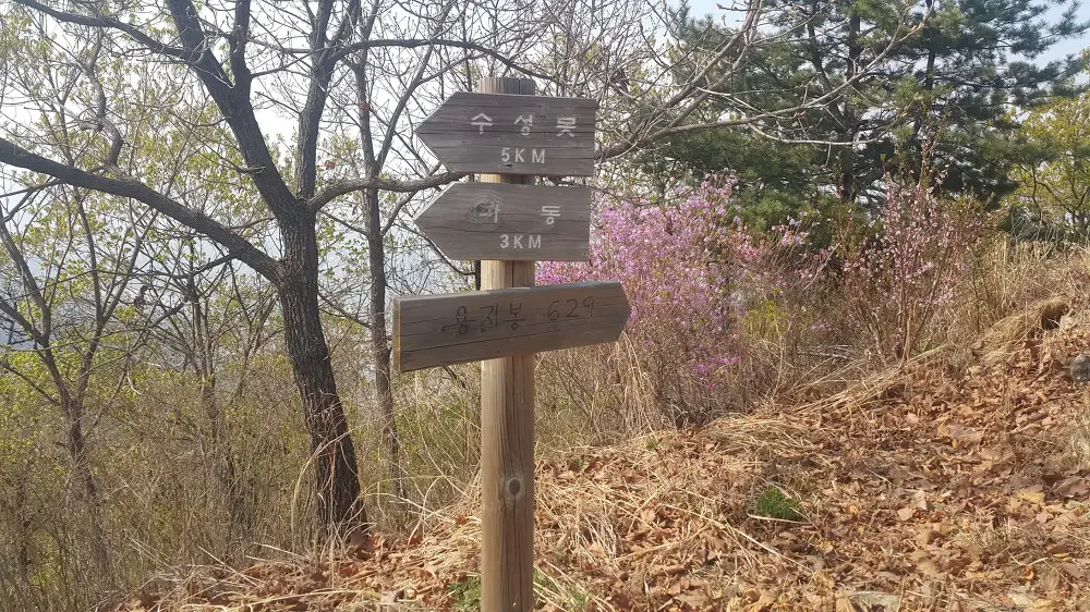 <대구 수성못 용지봉>용지봉에서 바라보는 대구와 꽃이름 찾는 어플 작업 사진 21