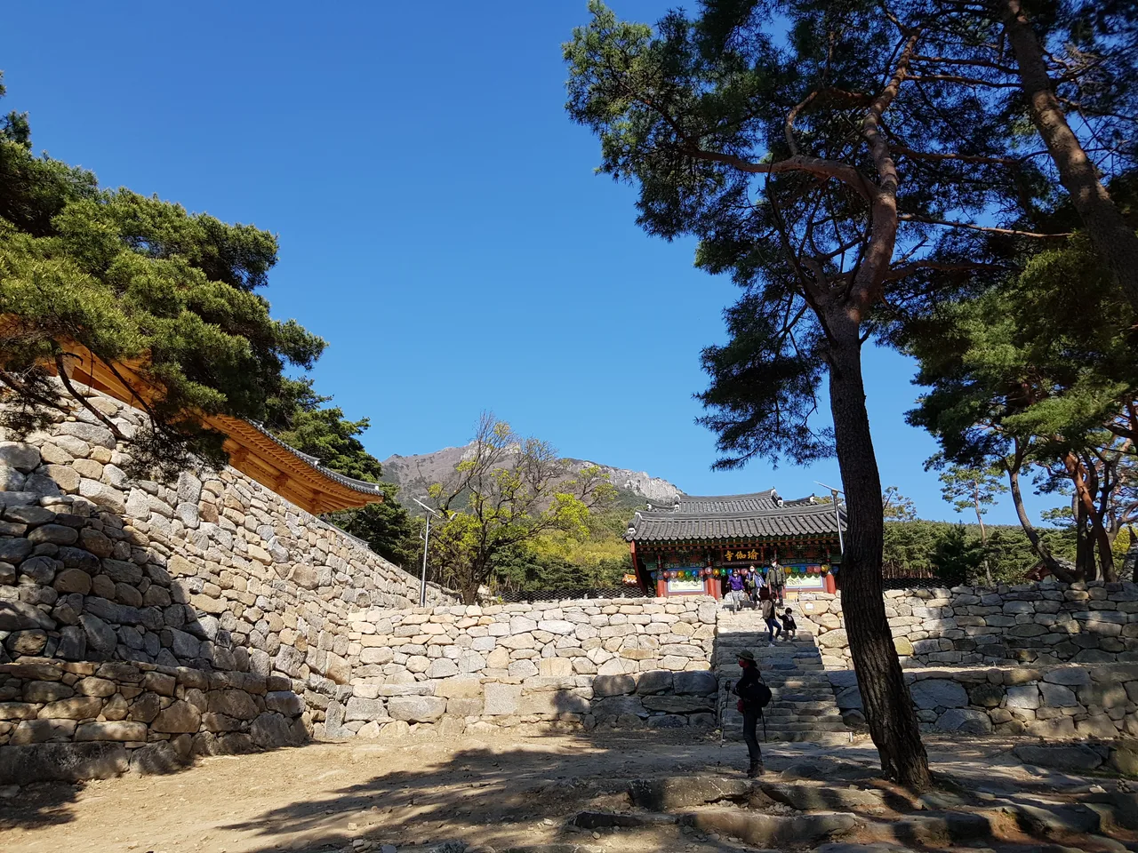 2020년 아쉬운 비슬산 참꽃. 유가사=>천왕봉=>참꽃군락지=>유가사 코스 작업 사진 80