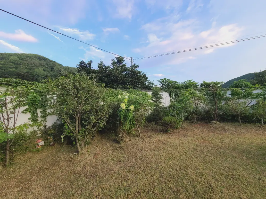 청도군 이서면 주택 정원 관리. 잔디깍기, 조경수 가지치기, 잡초 제거 등. (주택정원관리비용) 작업 사진 12